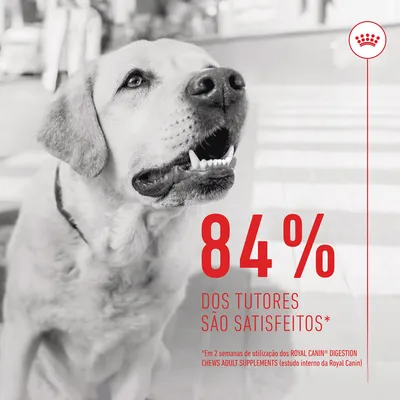 84 % dos tutores são satisfeitos. Em 2 semanas de utilização dos Royal Canin Digestion Chews Adult Supplements (estudo interno da Royal Canin). Texto em português.
