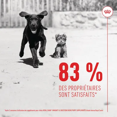 83 % des propriétaires sont satisfaits* Après 2 semaines d’utilisation des suppléments pour chiots ROYAL CANIN IMMUNITY & DIGESTION CHEWS PUPPY SUPPLEMENTS (étude interne Royal Canin)