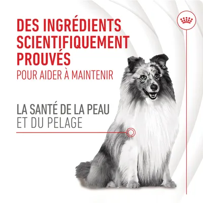 Des ingrédients scientifiquement prouvés pour aider à maintenir la santé de la peau et du pelage. Texte en français, image d’un chien.