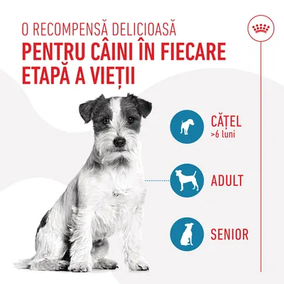 O recompensă delicioasă pentru câini în fiecare etapă a vieții: cățel peste 6 luni, adult, senior. Imagine cu un câine și pictograme pentru etapele de vârstă.