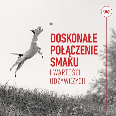 Doskonałe połączenie smaku i wartości odżywczych