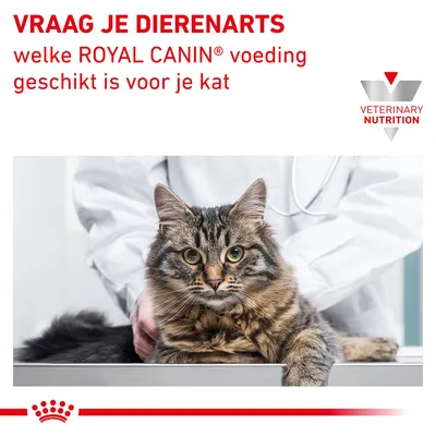 Vraag je dierenarts welke ROYAL CANIN voeding geschikt is voor je kat. VETERINARY NUTRITION. Kat bij dierenarts op onderzoekstafel.