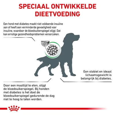 Speciaal ontwikkelde dieetvoeding voor honden met diabetes. Uitleg over insuline, bloedsuikerspiegel en het belang van stabiel lichaamsgewicht. Royal Canin merk zichtbaar.