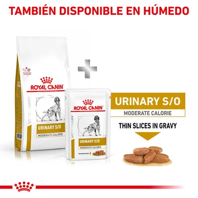Royal Canin Urinary S/O Moderate Calorie, disponible en seco y húmedo. Texto visible: 'THIN SLICES IN GRAVY'. Imagen de croquetas en salsa junto a envases del producto.