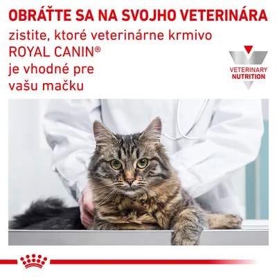 OBRÁŤTE SA NA SVOJHO VETERINÁRA, zistite, ktoré veterinárne krmivo ROYAL CANIN je vhodné pre vašu mačku. VETERINARY NUTRITION. Mačka na vyšetrovacom stole u veterinára.
