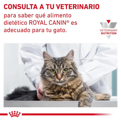 CONSULTA A TU VETERINARIO para saber qué alimento dietético ROYAL CANIN es adecuado para tu gato. Logotipo Veterinary Nutrition. Gato en consulta veterinaria.