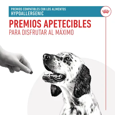 Premios compatibles con los alimentos hypoallergenic. Premios apetecibles para disfrutar al máximo. Imagen de una mano ofreciendo un premio a un perro blanco con manchas negras.