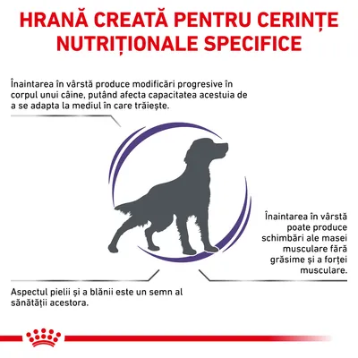 HRANĂ CREATĂ PENTRU CERINȚE NUTRIȚIONALE SPECIFICE. Informații despre modificările produse de înaintarea în vârstă la câini: adaptare, masă musculară, aspectul pielii și blănii.