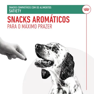 Texto visível: Snacks compatíveis com os alimentos Satiety. Snacks aromáticos para o máximo prazer. Mão a oferecer snack a um cão de pelo branco com manchas pretas.