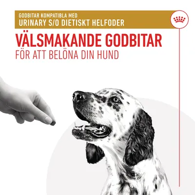 Godbitar kompatibla med Urinary S/O dietiskt helfoder. Välsmakande godbitar för att belöna din hund. Bild på hand som ger en godbit till en hund.