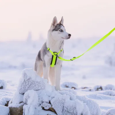Hund trägt leuchtend gelbes Geschirr mit passender Leine im Schnee. Das Bild zeigt die Anwendung des Geschirrs im Außenbereich. Hund trägt leuchtend gelbes Geschirr mit passender Leine im Schnee. Das Bild zeigt die Anwendung des Geschirrs im Außenbereich.