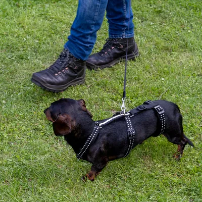 Hund mit schwarzem Geschirr und Leine, geführt von einer Person in Wanderschuhen auf einer Wiese.