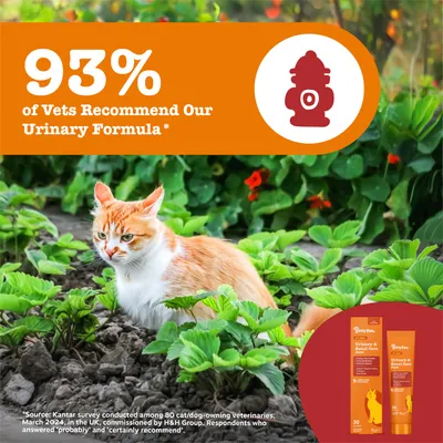 93% dintre medicii veterinari recomandă formula noastră Urinary. Imagine cu o pisică în grădină și ambalajul produsului Urinary & Renal Care Paste. 93% dintre medicii veterinari recomandă formula noastră Urinary. Imagine cu o pisică în grădină și ambalajul produsului Urinary & Renal Care Paste.