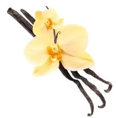 Vagens de baunilha inteiras com duas flores amarelas de orquídea sobre fundo branco, representando ingrediente natural visível.