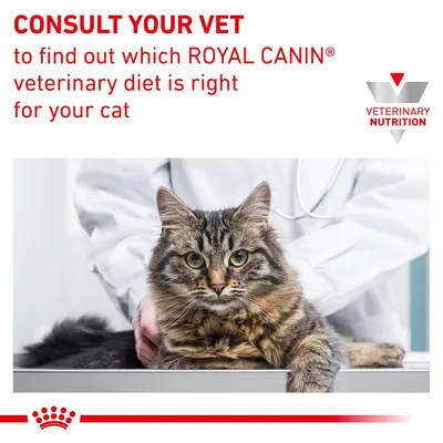 Consult your vet to find out which Royal Canin veterinary diet is right for your cat. Veterinary Nutrition branding shown above a cat being examined by a vet.