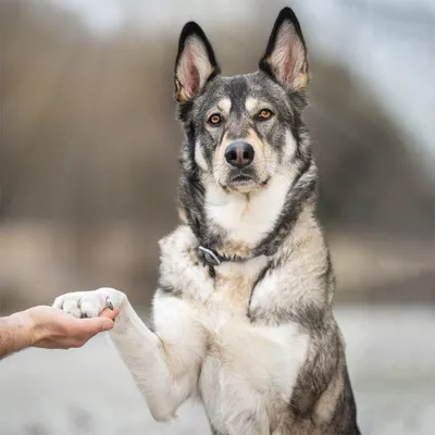 Wolf of Wilderness trening \"Explore the Wide Acres\" kylling