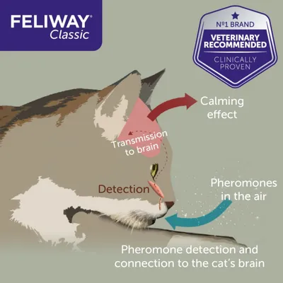 Diagram showing pheromones in the air detected by a cat, transmitted to the brain, resulting in a calming effect. Includes text: veterinary recommended, clinically proven.