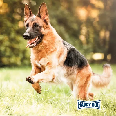 Happy Dog-logotyp. En schäferhund hoppar på en äng i dagsljus.