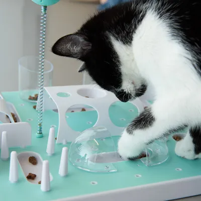 Gato preto e branco interage com um brinquedo de inteligência verde e branco que contém ração seca em compartimentos diferentes.