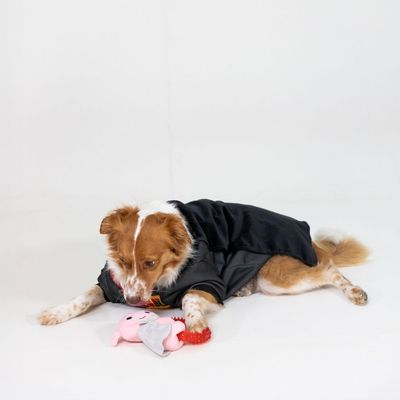 Giocattolo rosa in peluche con mantello grigio, tiene un anello rosso di plastica con punte. Adatto come gioco per pet.