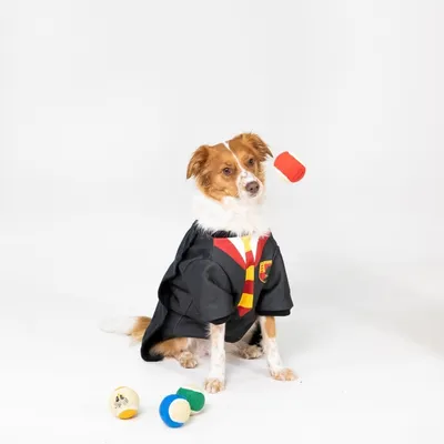 Chien portant un déguisement noir avec cravate rayée rouge et jaune, blason visible sur la poitrine, entouré de trois balles colorées et d’un jouet rouge.
