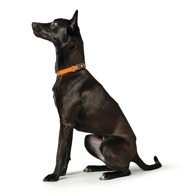 Sort hund med orange halsbånd, sidder oprejst og viser produktet i brug.