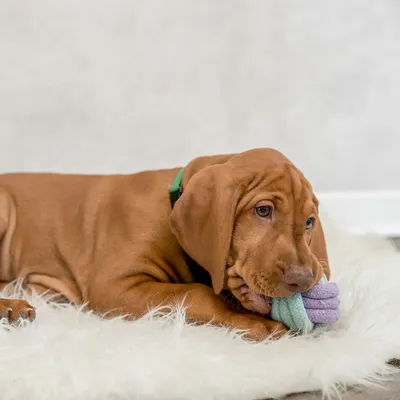 Hund ligger på en vit pälsmatta och håller en lila leksak i tassen.