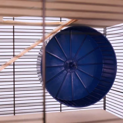 Roue d’exercice en plastique bleu installée dans une cage à barreaux métalliques pour petits animaux. Plateforme et échelle en bois visibles à l’intérieur de la cage.