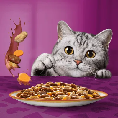 Grå katt med stora ögon tittar på en tallrik med våtfoder och morotsbitar. Till vänster flygande ingredienser: sås, köttbitar och morötter.