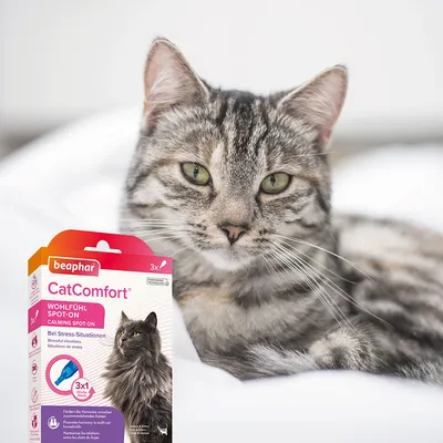 Beaphar CatComfort Spot-On bienestar para gatos, calma en situaciones de estrés. El envase muestra detalles del producto e instrucciones de uso.
