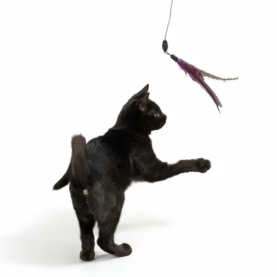 Gato negro juega con una caña de juguete colgante con plumas violetas.