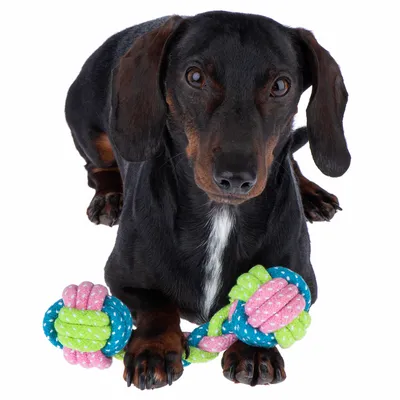 Svart hund med en färgglad tuggleksak av rep i grönt, blått och rosa. Husdjursleksak synlig.
