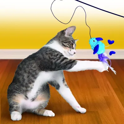 Katze spielt mit einem blauen Spielzeugvogel an einer Schnur. Geeignet zur Unterhaltung und Aktivierung von Katzen.