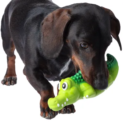 Hund spielt mit grünem Krokodil-Spielzeug aus Kunststoff.