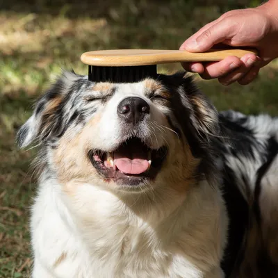 En hand borstar en hunds päls med en borste av trä och borst. Hunden ser avslappnad och nöjd ut.
