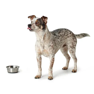 Hond staat naast een lege voerbak van roestvrij staal en likt zijn bek.