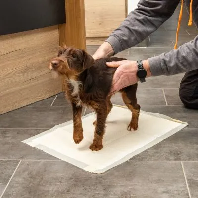 Cane su tappetino igienico per pet, persona che lo accompagna. Tappetino rettangolare chiaro posizionato su pavimento in piastrelle.
