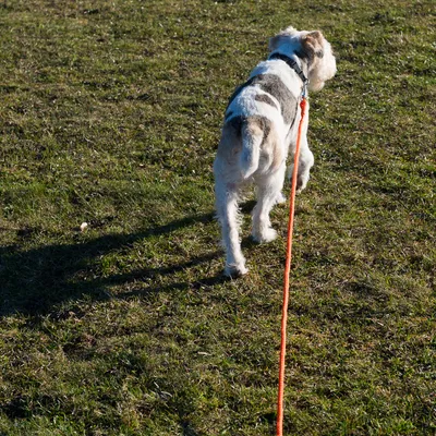 Hund med ett långt, orange koppel på en äng. Kopplet är tydligt sträckt.