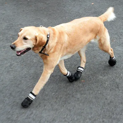 Dog with black paw shoes and reflective stripes on asphalt.