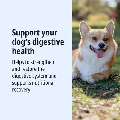 Favorisce la salute digestiva del tuo cane. Rafforza e ripristina il sistema digerente, supporta il recupero nutrizionale.