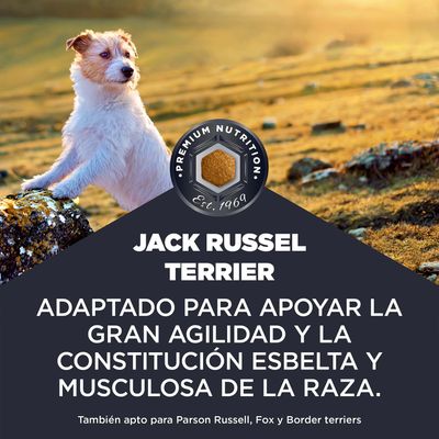Jack Russell Terrier. Adaptado para favorecer la movilidad y la constitución esbelta y musculosa de la raza. También apto para Parson Russell, Fox y Border Terrier.