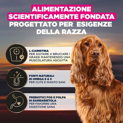 Alimentazione scientificamente formulata, sviluppata per le esigenze specifiche della razza. L-carnitina, Omega 6 & 3, prebiotici e polpa di barbabietola rossa per lo sviluppo muscolare, la salute del pelo e la digestione.