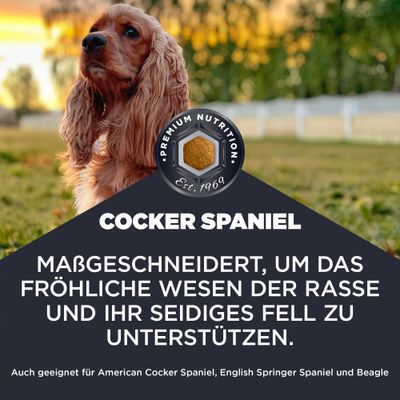 Cocker Spaniel. Maßgeschneidert, um das fröhliche Wesen der Rasse und ihr seidiges Fell zu unterstützen. Auch geeignet für American Cocker Spaniel, English Springer Spaniel und Beagle.
