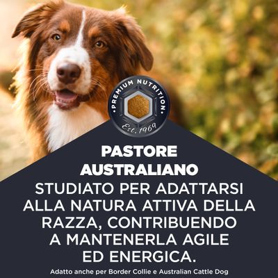 Pastore Australiano. Sviluppato per la natura attiva della razza, contribuisce all'agilità e all'energia. Adatto anche per Border Collie e Australian Cattle Dog.