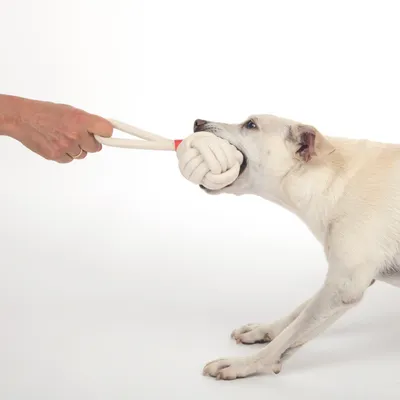 Hund spielt mit einem Kauspielzeug aus Seil, das von einer Hand gehalten wird. Zeigt interaktive Nutzung des Spielzeugs.