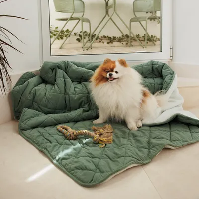 Petit chien à poils longs assis sur une couverture matelassée verte, jouet en corde posé devant. Couverture posée au sol près d'une porte vitrée.