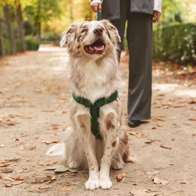 Hond met groen tuigje aan de lijn, zittend op een bospad in de herfst.