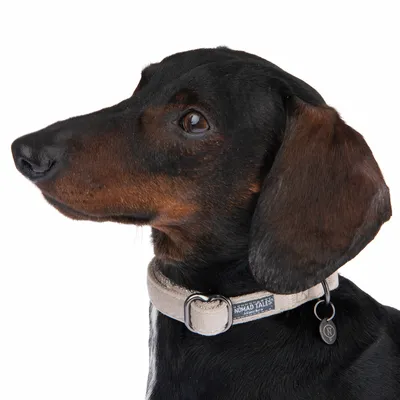 Hund med beige halsbånd fra Nomad Tales, model 'Minerva', synlig med metalring og mærkevedhæng.