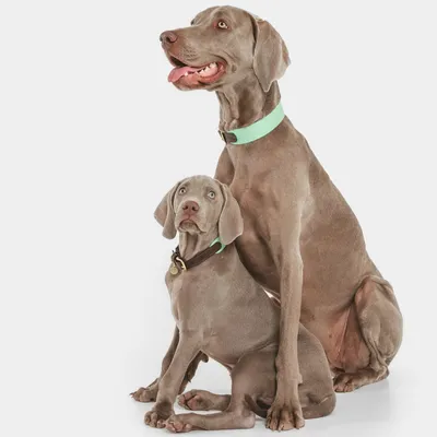 Zwei Hunde, ein erwachsener und ein Welpe, tragen Halsbänder in Grün und Braun. Fokus auf die Darstellung von Hundehalsbändern. Zwei Hunde, ein erwachsener und ein Welpe, tragen Halsbänder in Grün und Braun. Fokus auf die Darstellung von Hundehalsbändern.