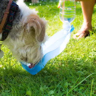 Hund dricker ur en bärbar vattenflaska med integrerad skål på en äng. Visar produktens användning för resor.
